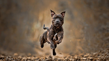 Staffordshire Bull Terrier, dog, bull, staffordshire, terrier HD wallpaper