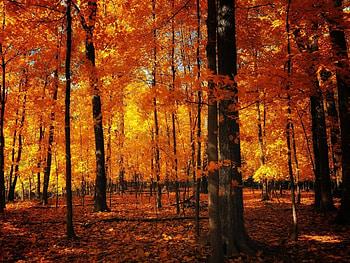 Landscape, Trees, Autumn HD wallpaper