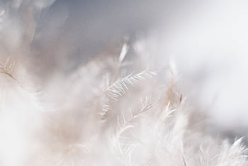 Delicate white feather in soft focus, creating an airy, bright, and ethereal abstract background. HD wallpaper