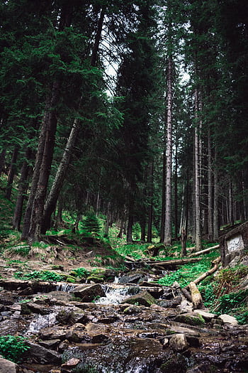 Explore the lush Romanian forest with a tranquil stream flowing through mossy rocks and pine trees. HD phone wallpaper