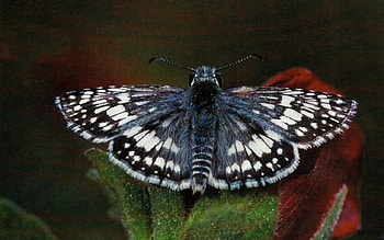 Checkered Skipper 1, animal, graphy, floral, wide screen, wildlife, butterfly, flower, checkered skipper HD wallpaper