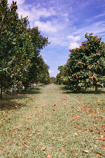Scenic orchard pathway in Singapore with vibrant trees and a clear blue sky. HD phone wallpaper