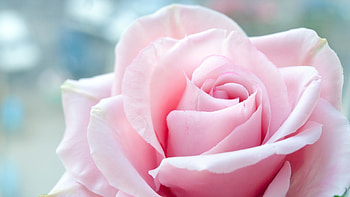 Rose, sweet, floral, pink rose, beautiful, beauty, nice, pink, pretty, flower, lovely, blossom HD wallpaper