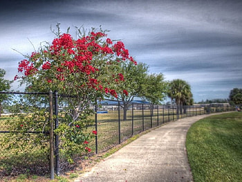 Bougainvillea, path HD wallpaper