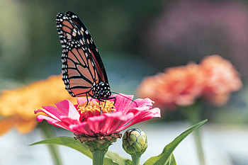 Animals, Flower, Petals, Butterfly, Wings HD wallpaper
