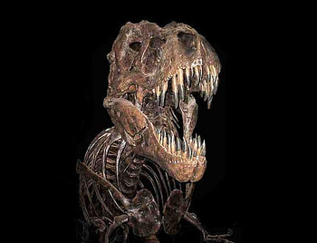 Trex, needs a feed, large, dead HD wallpaper