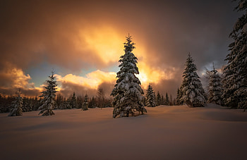Sunset, snowy day, trees, winter HD wallpaper