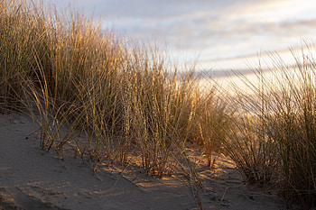 Nature, Grass, Sand, Sunlight, Sun Rays HD wallpaper