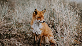 Outdoor grassland, Predator fox, , Wide background HD wallpaper
