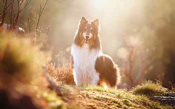 Collie, dogs, cute, animals HD wallpaper