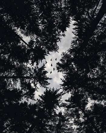 Monochrome view of birds flying above forest trees in Velen, Germany, capturing nature's serenity. HD phone wallpaper