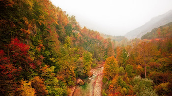 forest stream on a fogy autumn day, river, fog, autumn, forests, mountains HD wallpaper