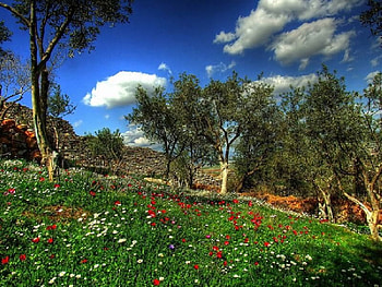 Olive trees in Metropolis, trees, olive, metropolis HD wallpaper