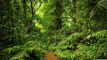 Ferns, Amazon Rain Forest HD wallpaper