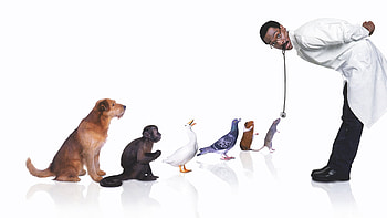 dr doolittle, animal, doolittle, dr, man HD wallpaper