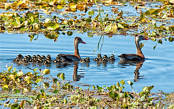 Animals, Birds, Ducks, Lilies, Water Lilies, Lake, Family, Pond, Ducklings HD wallpaper