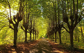 Avenue in Latvia, trees, road, alley, avenue, Latvia HD wallpaper