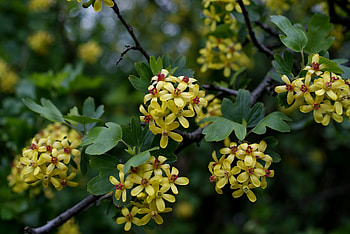 Nature, Flowers, Leaves, Branch HD wallpaper
