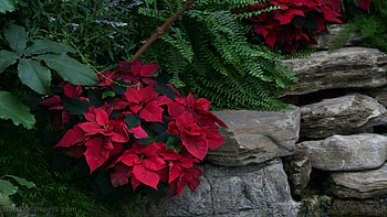 poinsettia , Beautiful backgrounds HD wallpaper
