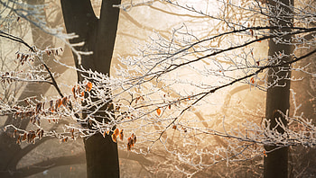 Battling Winter , trees, winter, nature HD wallpaper