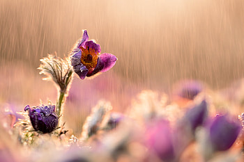 rainy_day, nature, life, rain, flower HD wallpaper