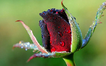 Drops, Flower, Plant, Macro, Rose Flower, Rose, Petals HD wallpaper