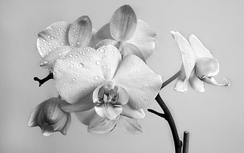 Falenopsis, white, black, garden, nature, flowers, graph, dew HD wallpaper