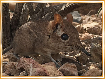 ELEPHANT SHREW, ELEPHANT, SHREW, NATURE HD wallpaper