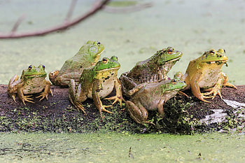 Who Called this Meeting?, bullfrogs, water, animals, log HD wallpaper