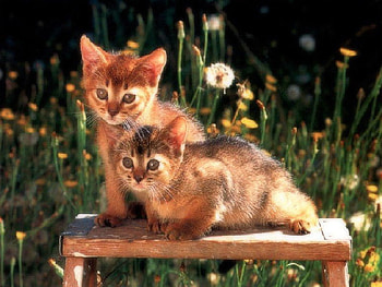 Kittens, cats, animals HD wallpaper
