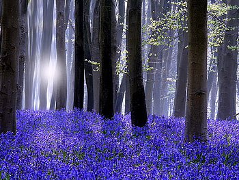 Bluebell carpet, sunlight, trees, flowers, bluebells, forest HD wallpaper