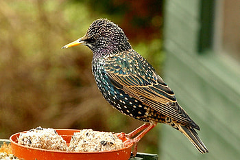 Amazing Bird, beautiful, amazing, bird HD wallpaper
