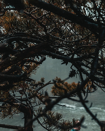 Nature, Needle, Wood, Tree, Fog, Branches HD phone wallpaper