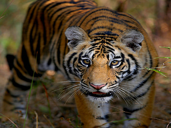 ELUSIVE PREDATOR, animal, tiger, cat, nature, wild HD wallpaper