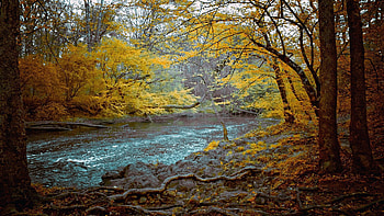 Nature, Stones, Autumn, Forest, Flow, Gloomy, Mountain River HD wallpaper