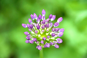 Flowers, Macro, Garlic HD wallpaper