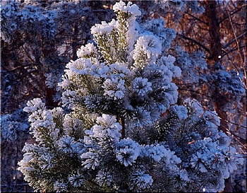Prettiest Tree in the Forest, snow, spruce, trees, forest, christmas tree HD wallpaper