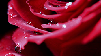Drops, Macro, Rose Flower, Rose, Petals, Dew HD wallpaper