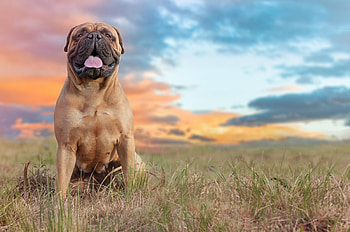 Bullmastiff breed, Powerful protector, Trustworthy companion, Regal stance HD wallpaper