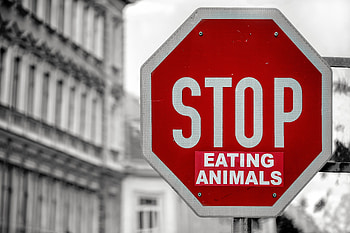 Words, Inscription, Motivation, Vegan, Vegetarianism HD wallpaper