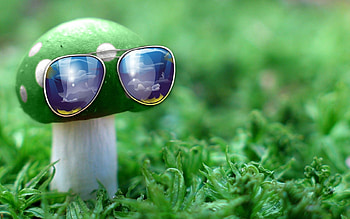 Grass, Miscellanea, Miscellaneous, Mushroom, Unusual, Idea, Creative, Sunglasses HD wallpaper