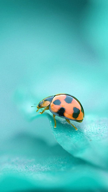 Battle insect, cutee HD phone wallpaper