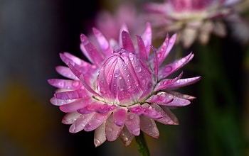 Bloom, pink flower, drops, close up HD wallpaper