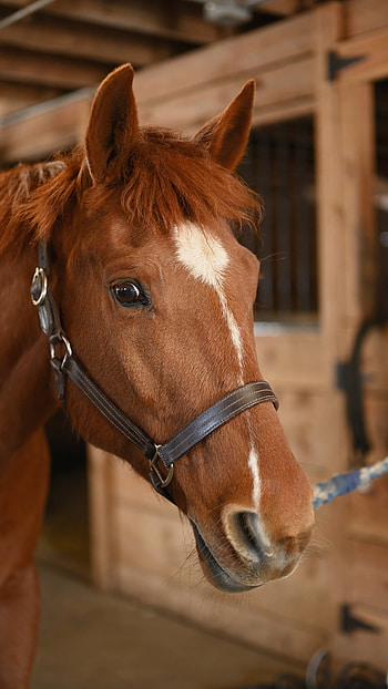 Close up, Horse, stock video HD phone wallpaper