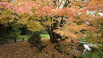 Autumn Day, river, colors, bush, land, daylight, day, trees, autumn, water, bench, pink, leaves, green, yellow, nature, forest, stream HD wallpaper