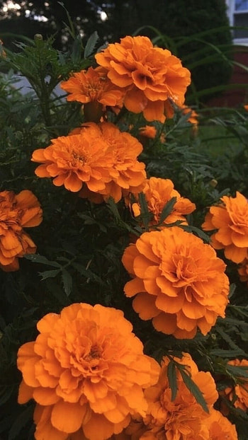 Orange Aesthetic, Marigold Flower HD phone wallpaper