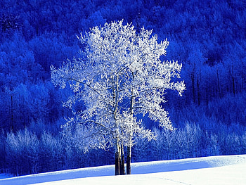Frosted Aspen Tree, winter, aspen, snow, trees, nature, forest, frosted HD wallpaper