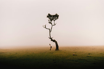A Lone Tree And Me, graphy, tree HD wallpaper