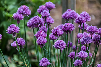 chives , , Allium schoenoprasum, Food HD wallpaper