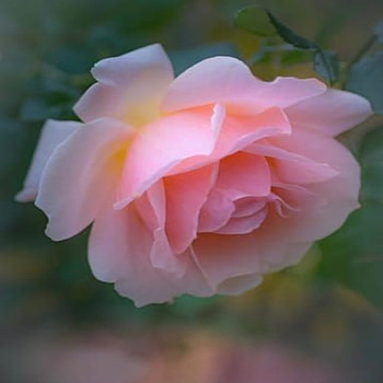 Pink Rose, Delicate, Pink, Flower, Rose HD wallpaper